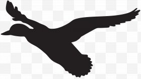 280x157 Flying Bird Drawing Images, Flying Bird Drawing Png, Free Download