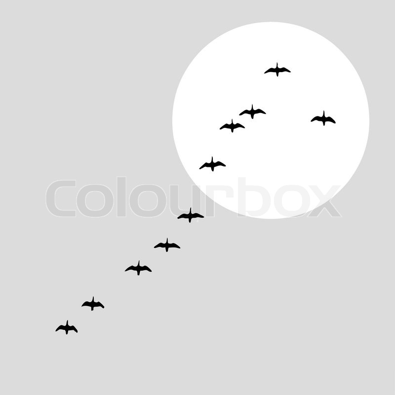 800x800 Flying Ducks Silhouette On Solar Stock Vector Colourbox