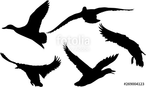 500x300 Isolated On White Five Flying Ducks Silhouettes Stock Image