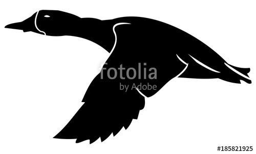 500x300 Silhouette Of Flying Ducks Stock Image And Royalty Free Vector