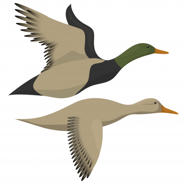 626x626 Flying Ducks Isolated On White Drake And Duck Flying Icon Vector