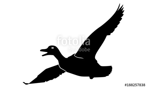500x300 Vector Image Of Flying Duck Stock Image And Royalty Free Vector
