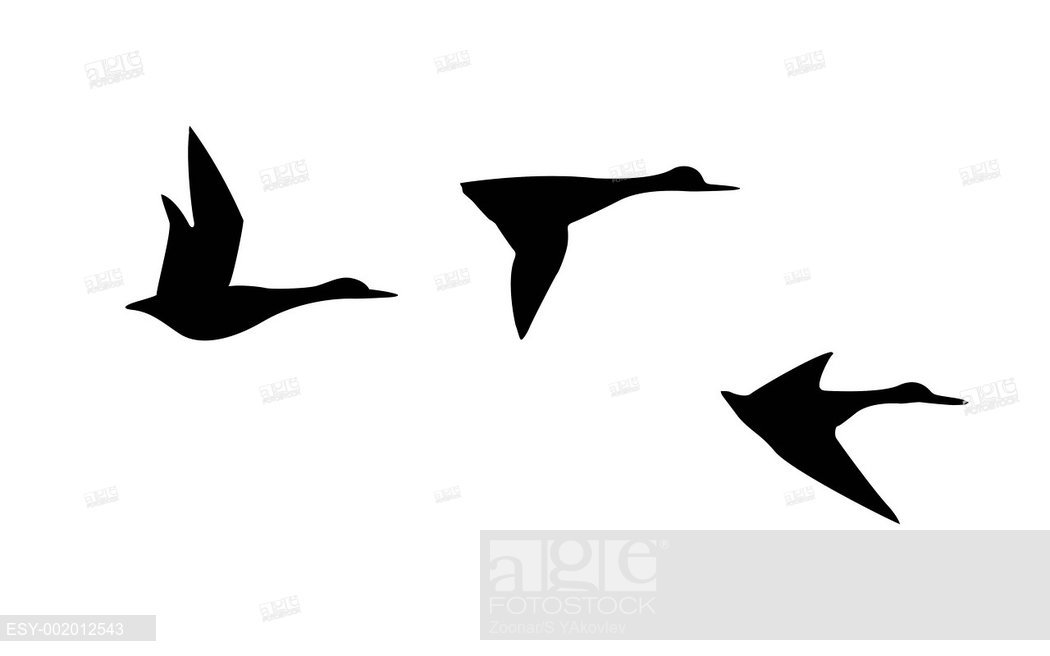 1050x656 Vector Silhouette Flying Duck On White Background, Stock Photo