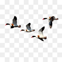 260x260 Flying Ducks Png, Vectors, And Clip