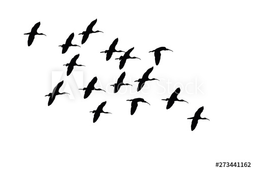 500x334 Flying Ducks Vector Images White Background