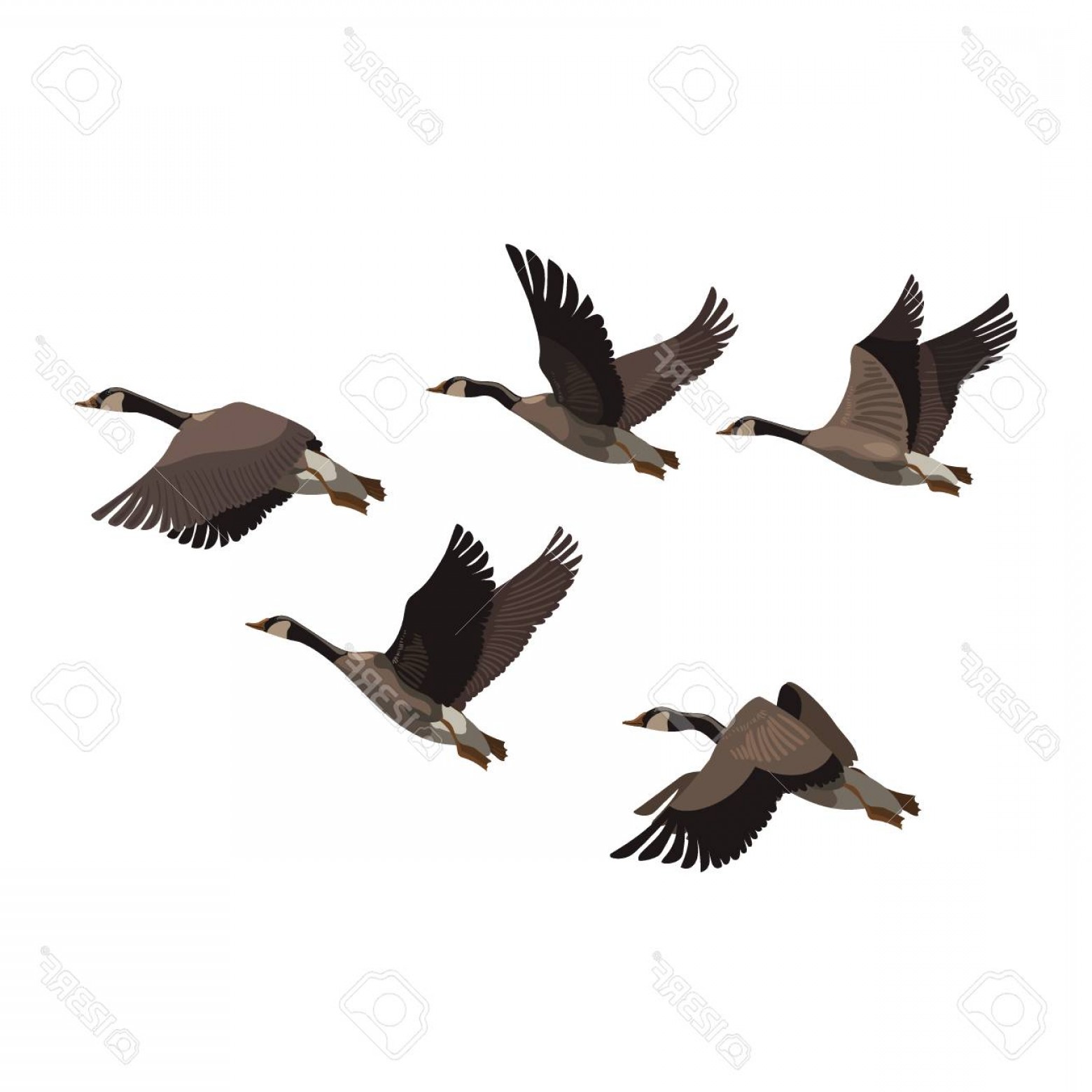 Flying Ducks Vector at Vectorified.com | Collection of Flying Ducks ...