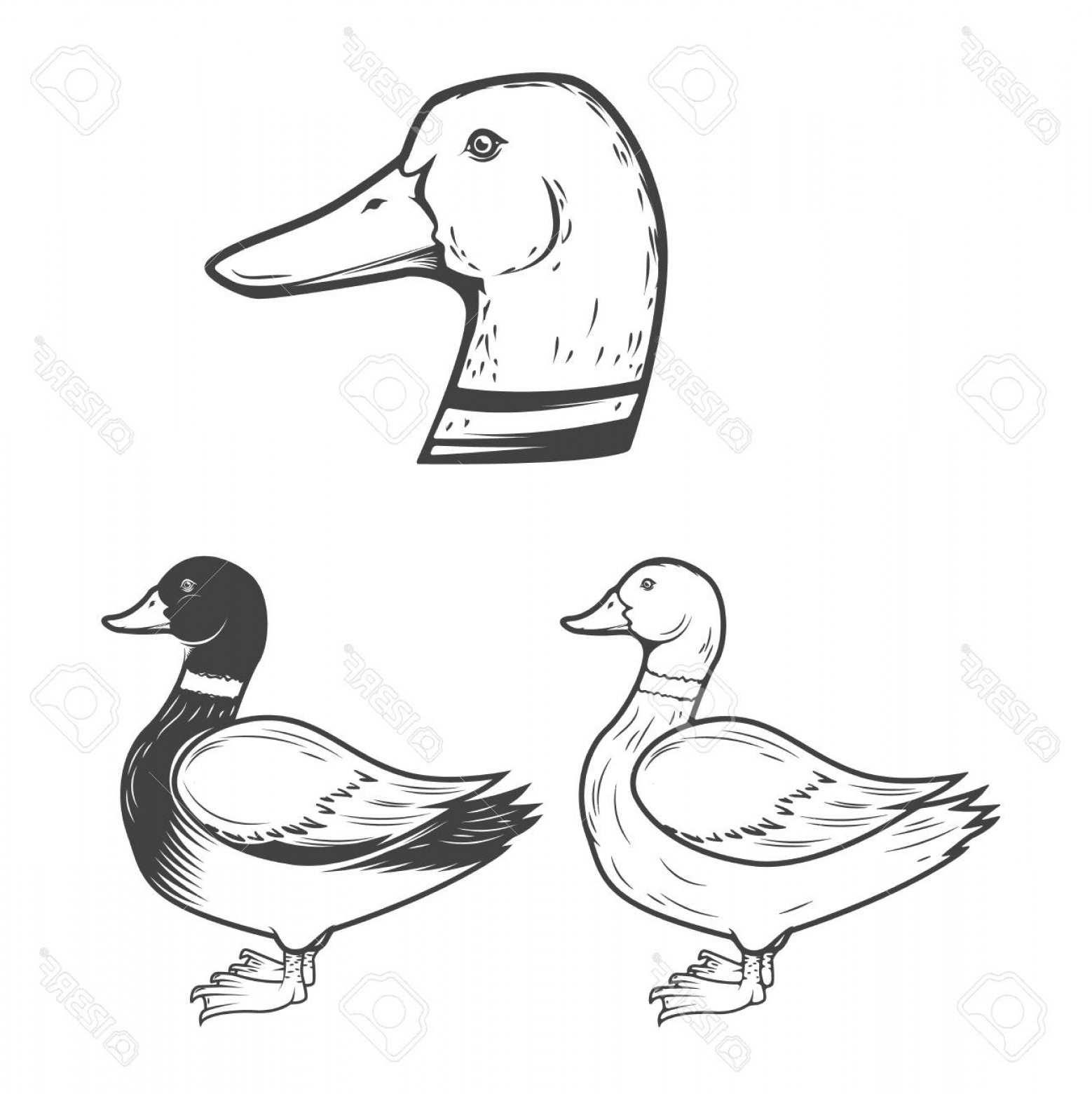1558x1560 Photostock Vector Set Of The Duck Illustrations Isolated On White