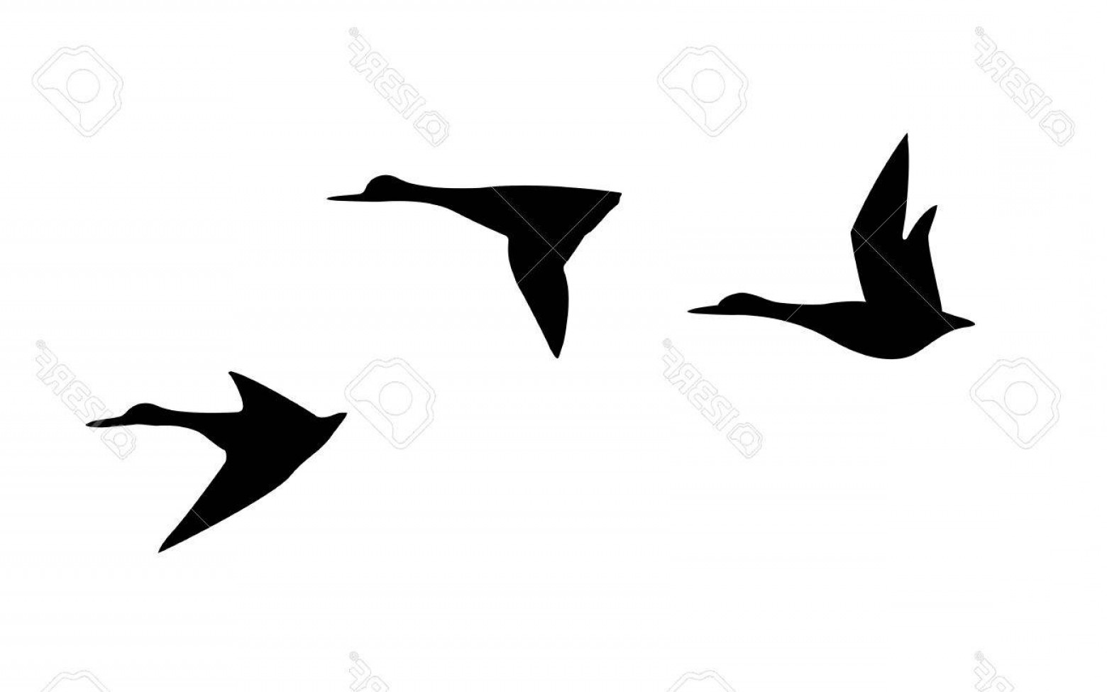 1560x975 Photovector Silhouette Flying Duck On White Background Createmepink