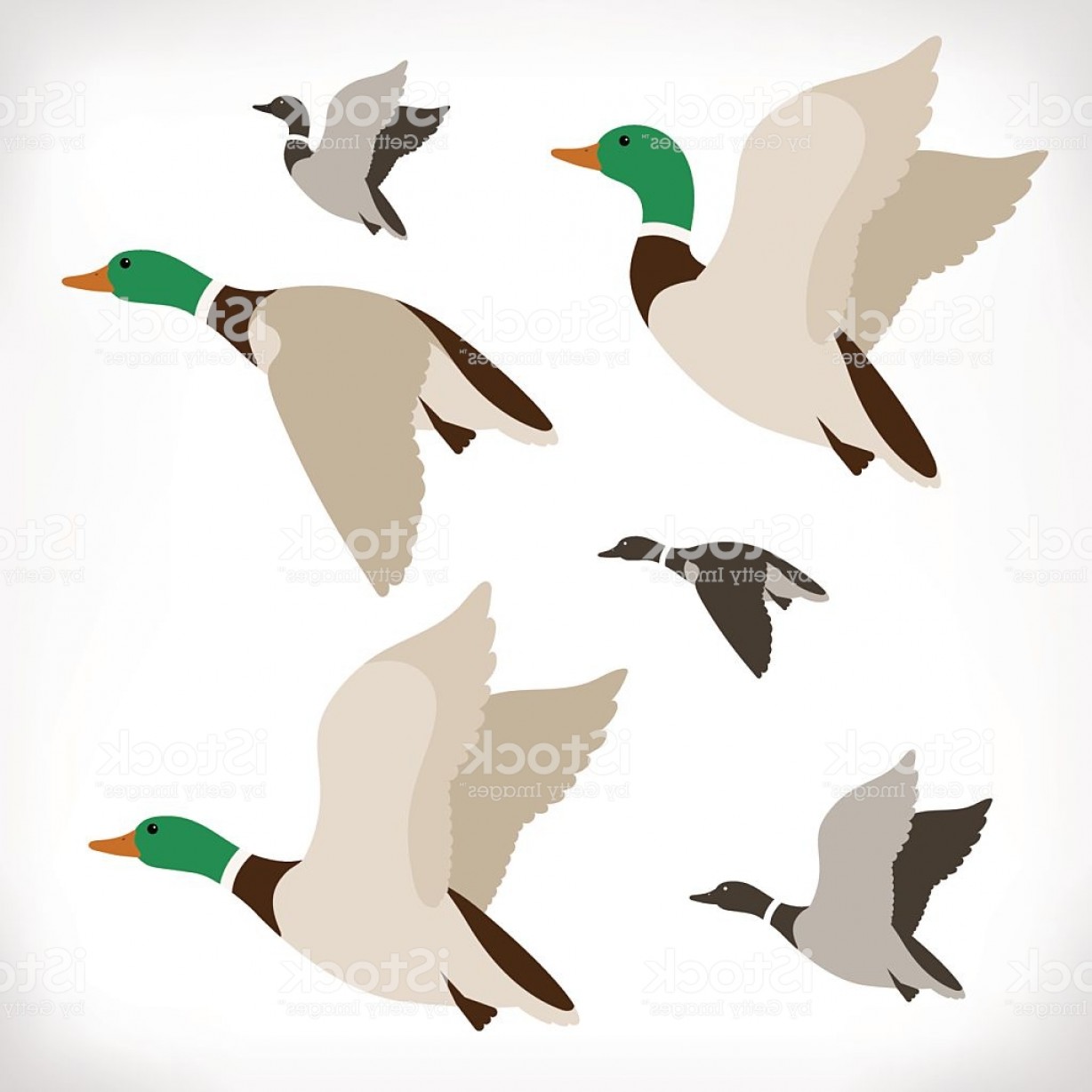 Flying Ducks Vector at Vectorified.com | Collection of Flying Ducks ...