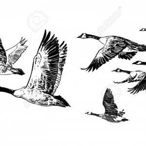 300x300 Stock Illustration Wild Duck Set Flying Ducks Hunting Mallard