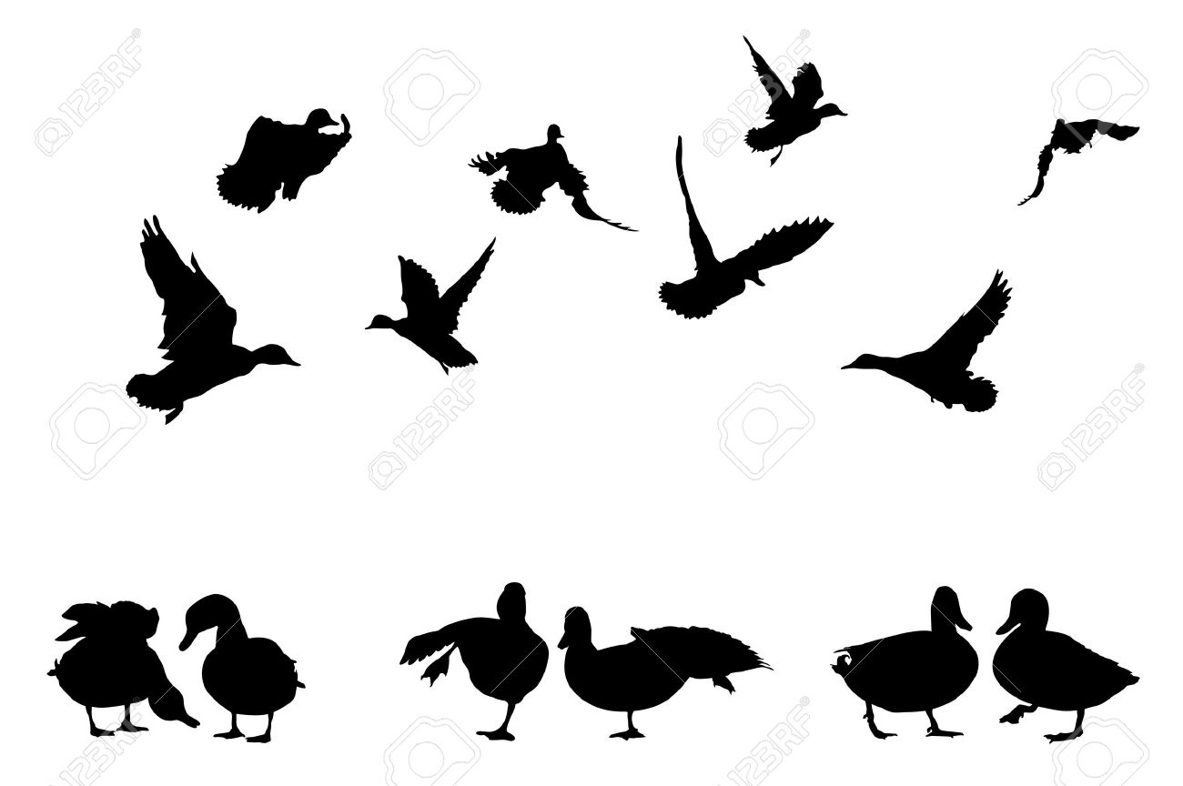 Flying Ducks Vector at Vectorified.com | Collection of Flying Ducks ...