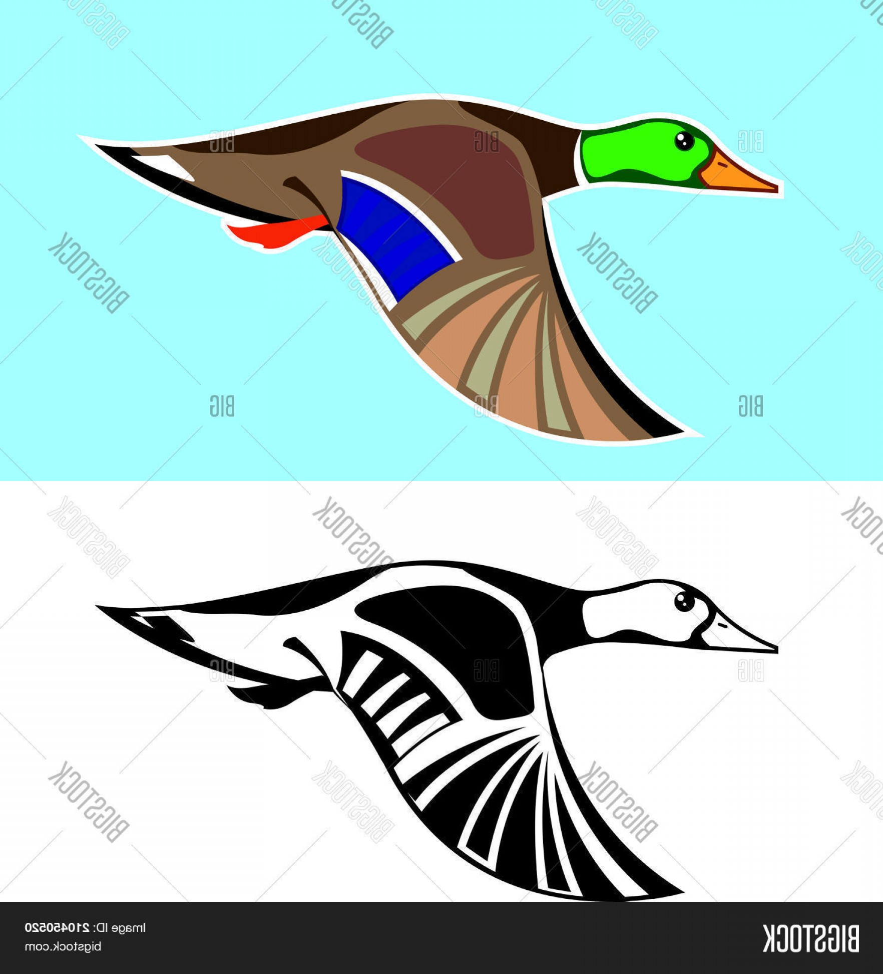 1764x1944 Stock Vector Flying Duck Vector Illustration Clip Art Image