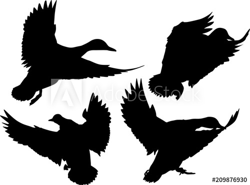 500x371 Four Flying Ducks Silhouettes Isolated On White