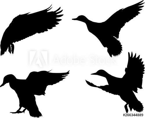 500x406 Isolated On White Four Flying Ducks Silhouettes