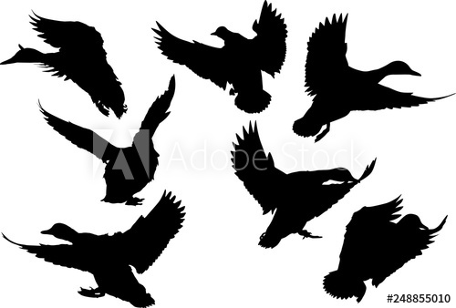 500x338 Seven Flying Ducks Black Silhouettes On White