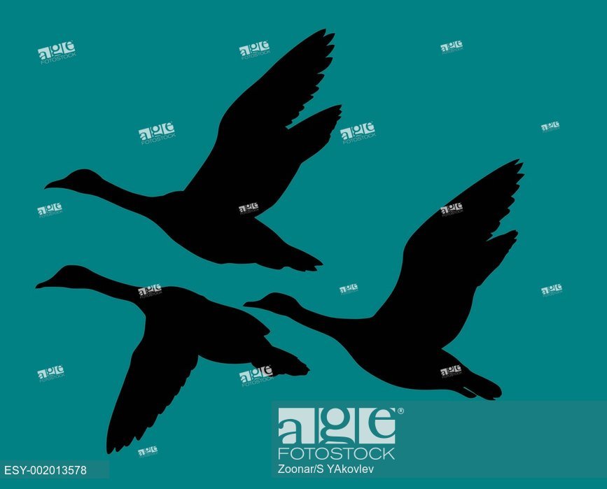 867x699 Vector Silhouette Flying Ducks On White Background, Stock Photo