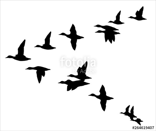 500x419 Flock Of Flying Ducks Stock Image And Royalty Free Vector