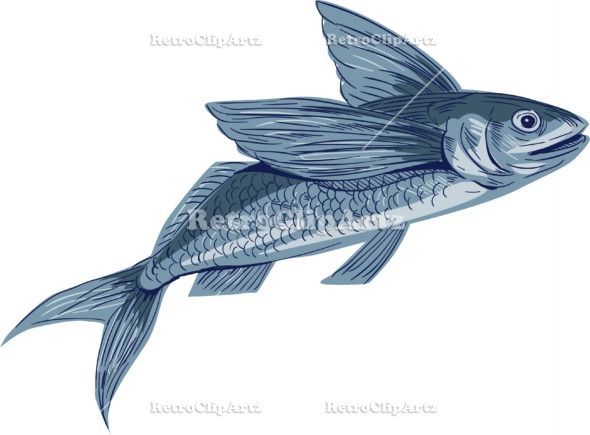 590x435 Flying Fish Drawing Vector Stock Illustration Drawing Sketch Style