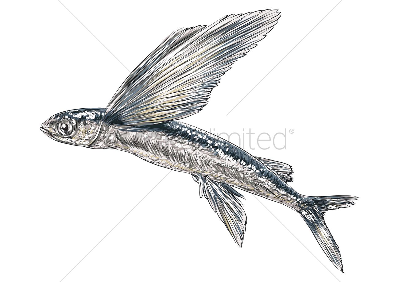 1300x919 Flying Fish Vector Image