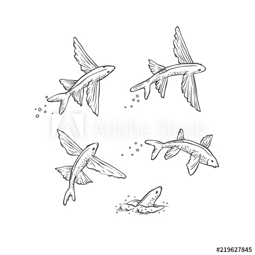 500x500 Vector Set Flying Fish Jumping Dive And Swim Monochrome Black