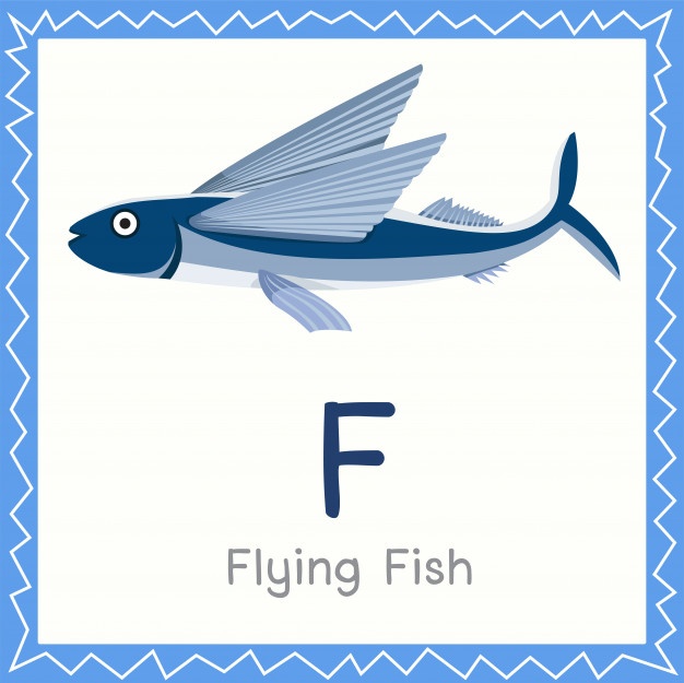 626x625 Vintage Illustrations Of Oceanic Flying Fish Vector Free Download