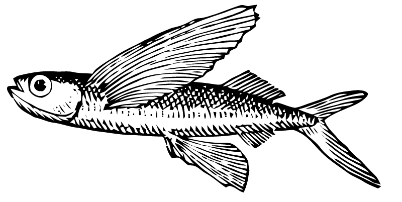 800x402 Ephemeraphilia Free Vector Art Flying Fish