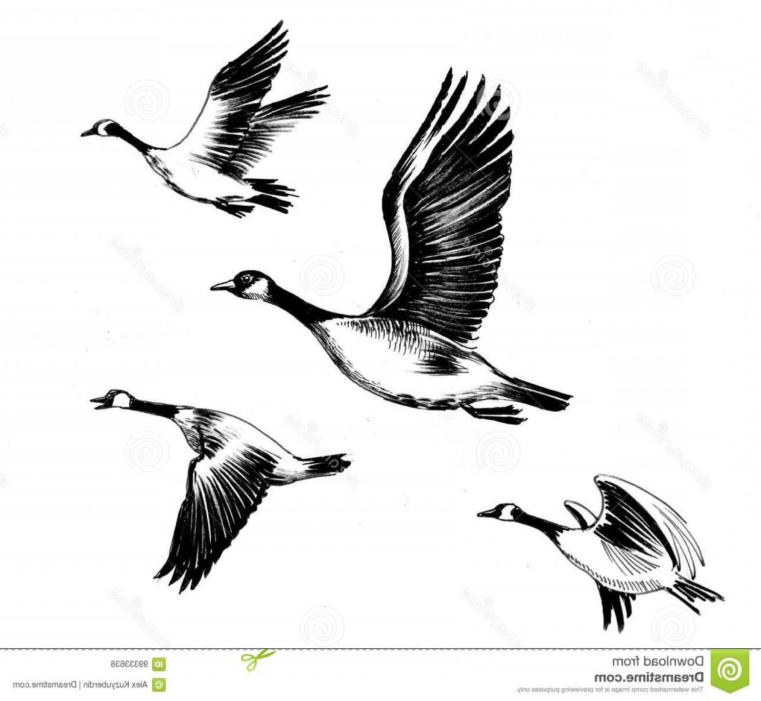 1560x1436 Stock Illustration Ink Drawing Flying Geese Flying Geese Image