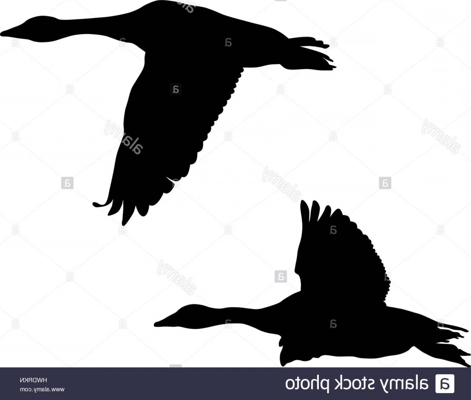 1560x1324 Vector Flying Goose Stock Photo Abstract Vector Illustration