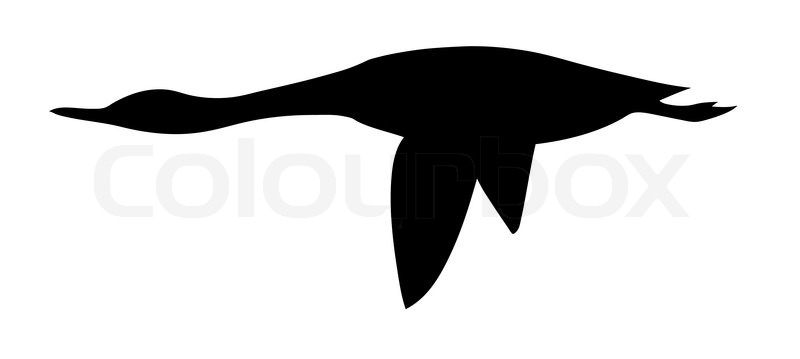 800x359 Vector Silhouette Goose On White Stock Vector Colourbox