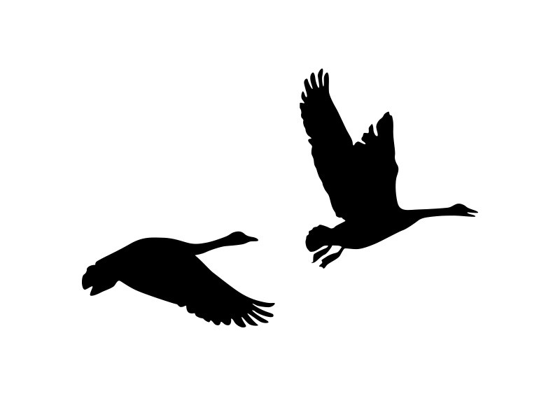 800x566 Collection Of 'flying Goose Silhouette' Download More Than