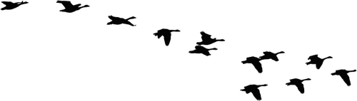 500x142 Flock Of Flying Geese Vector Silhouette