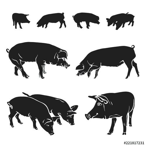 500x500 Pigs Graphic Silhouettes Of Black And White Vector Isolated