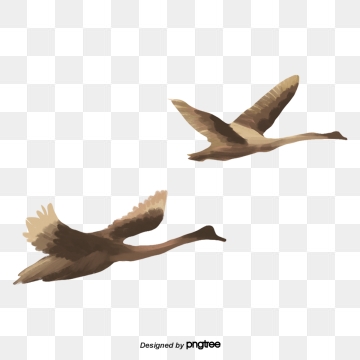 360x360 Flying Swan Png, Vector, And Clipart With Transparent
