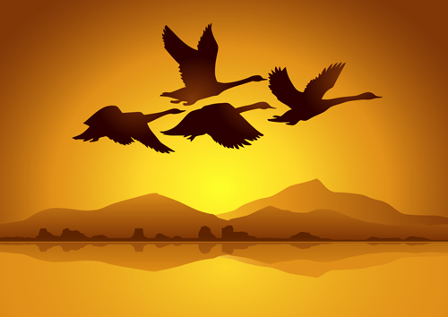500x354 Flying Swan With Sunset Background Vector Free Download