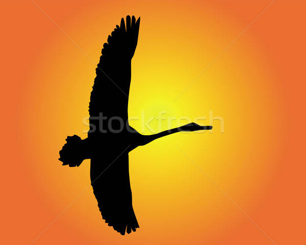 Silhouette Of A Flying Swan Vector Illustration Yura Mayboroda 600x480 Silhouette Of A Flying Swan Vector Illustration Yura Mayboroda
