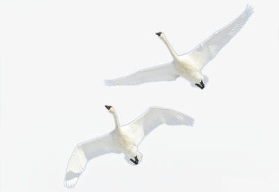 400x276 Swan Png