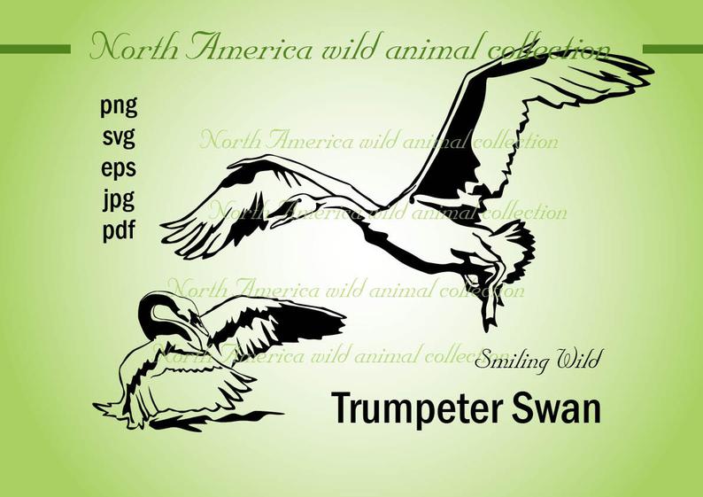 794x561 Trumpeter Swan Bird Clipart Flying Swan Vector Graphic Art Etsy