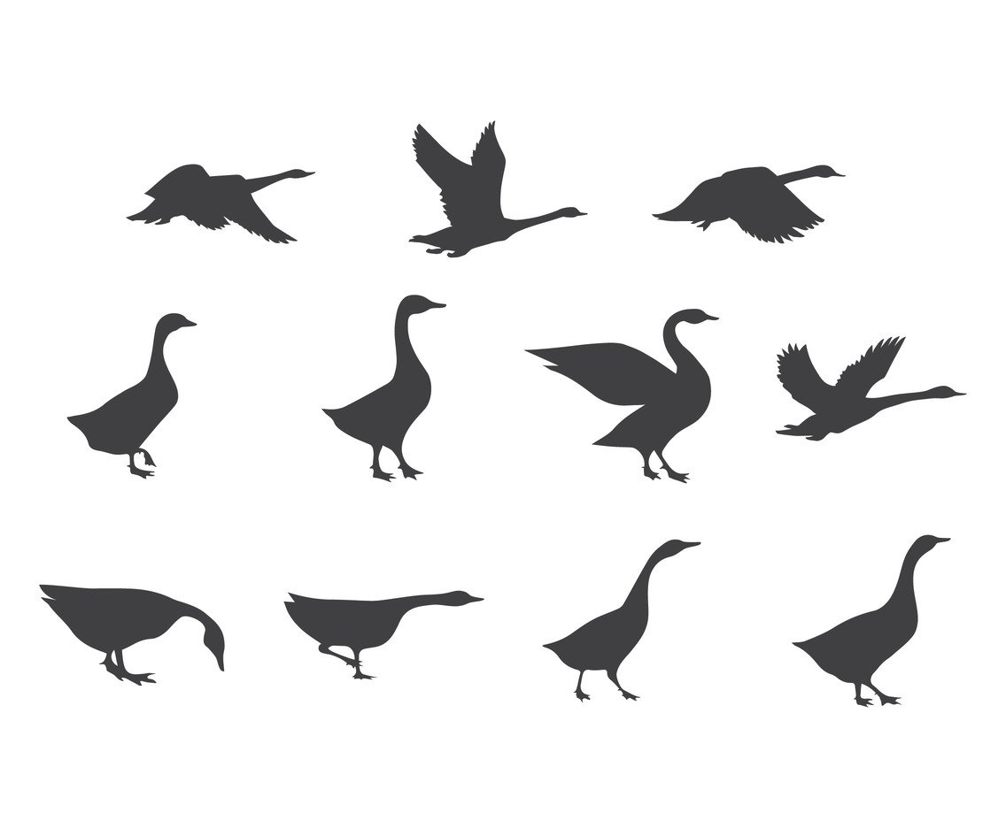 1136x936 Vector Set Of Swan Silhouettes Vector Art Graphics