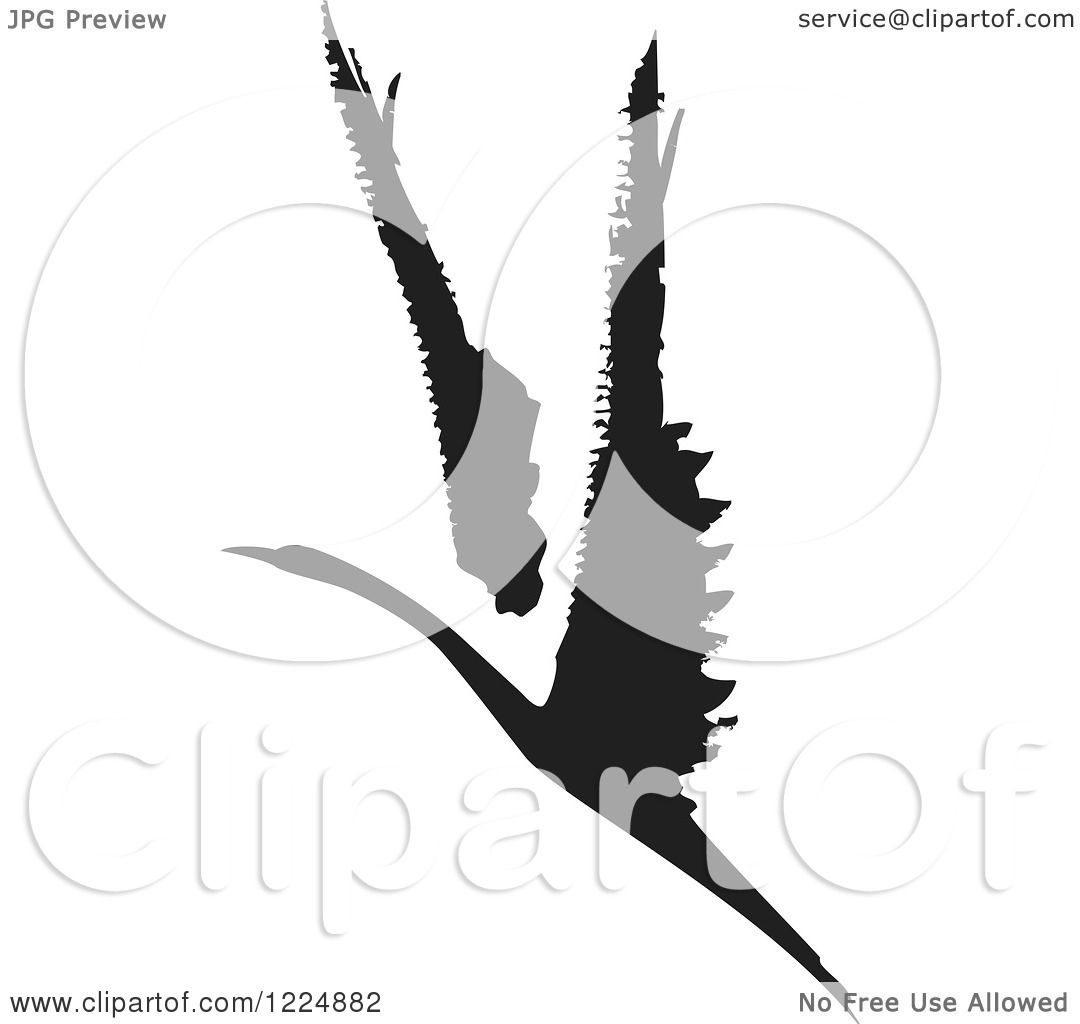 1080x1024 Clipart Of A Black And White Ink Flying Swan Or Albatross