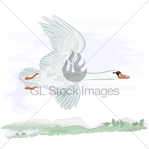 500x500 Flying High Swan Vector Gl Stock Images