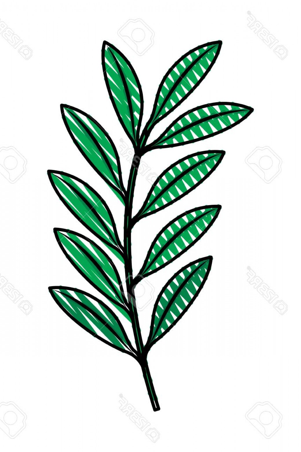 1039x1560 Photostock Vector Green Branch Leaves Nature Foliage Vector