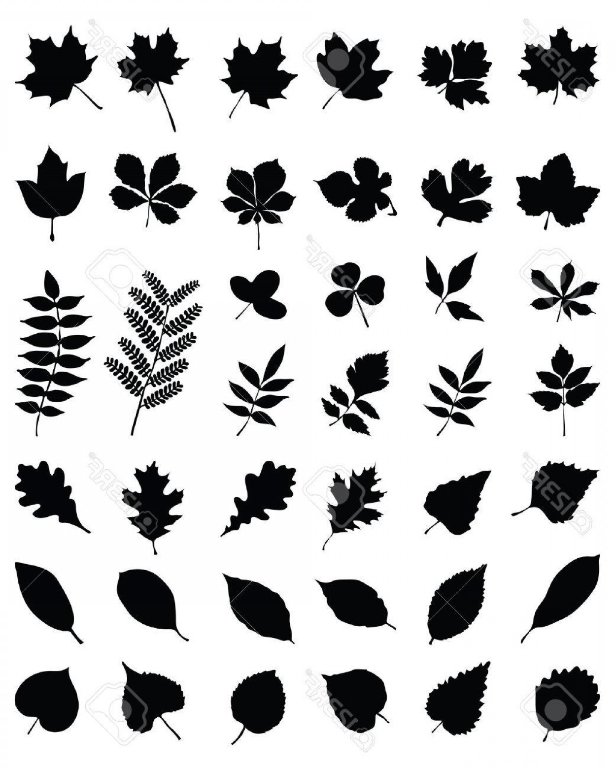 1248x1560 Photostock Vector Silhouettes Of Foliage Vector Cqrecords