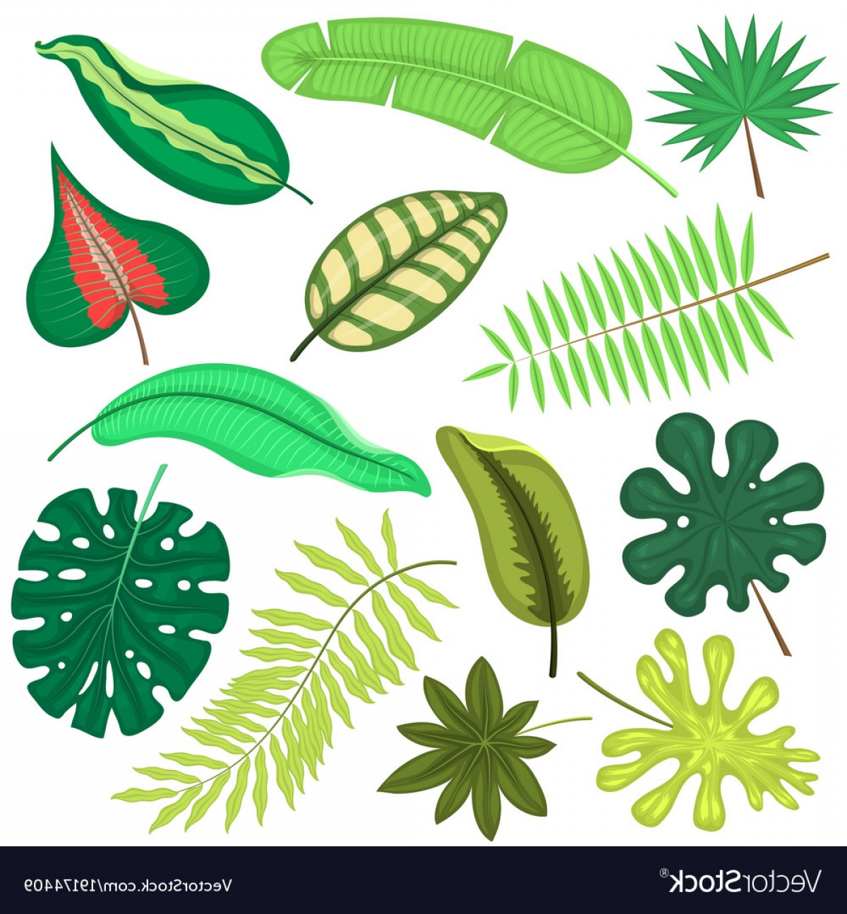 1200x1296 Tropical Leaves Plant Tropic Leaf Foliage Vector Cqrecords
