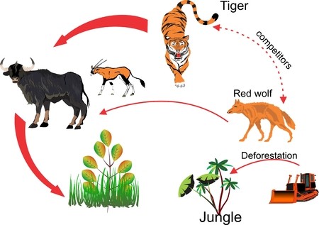 450x317 Food Chain Royalty Free Vector Graphics