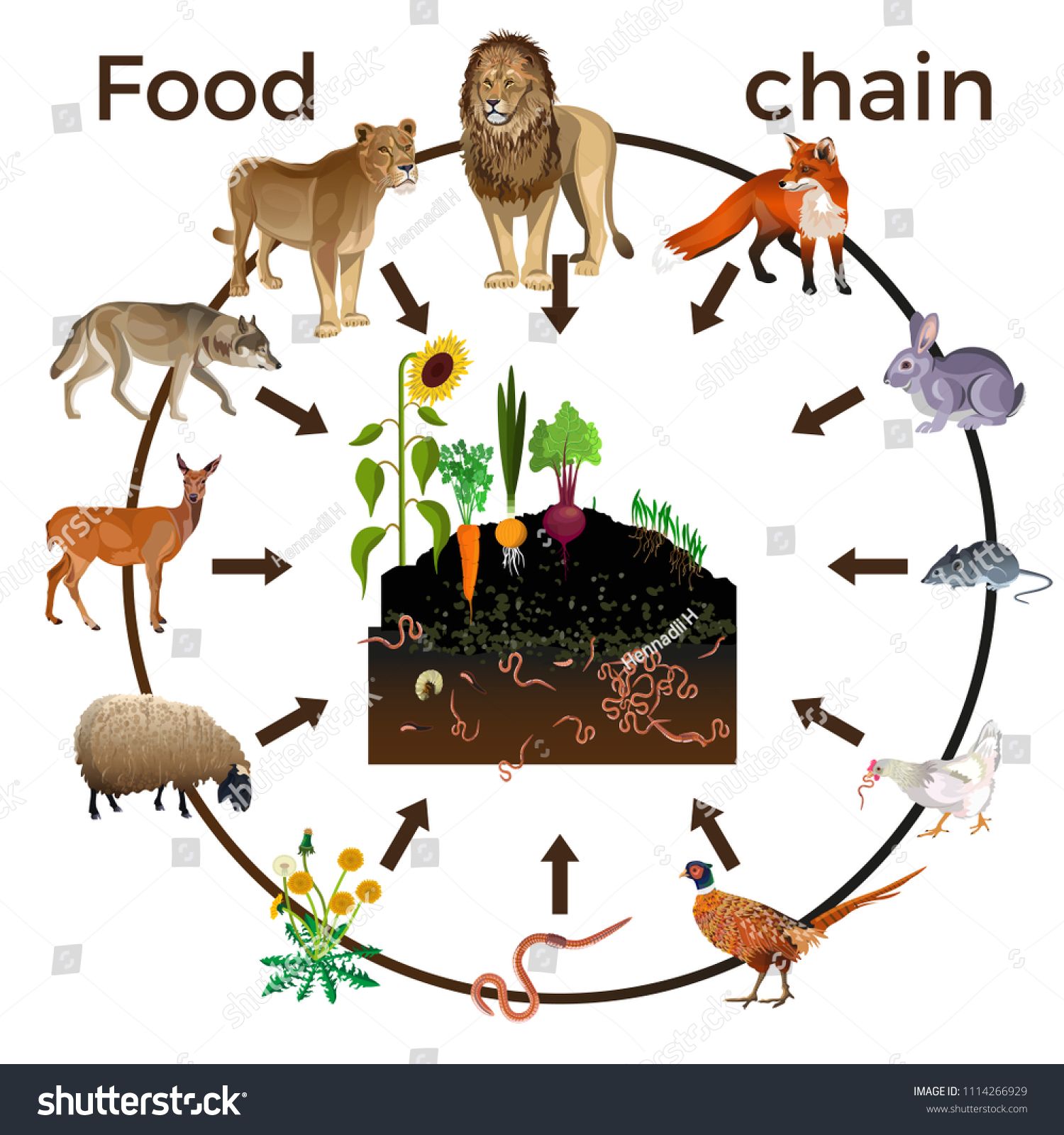 1500x1600 Food Chain Animals Vector Illustration Isolated On White