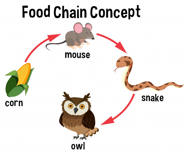 626x516 Food Chain Concept Diagram Vector Premium Download