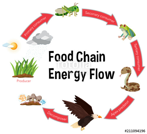 500x456 Food Chain Energy Flow Diagram Stock Image And Royalty Free
