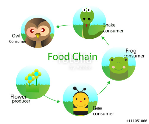 Food Chain Vector at Vectorified.com | Collection of Food Chain Vector ...