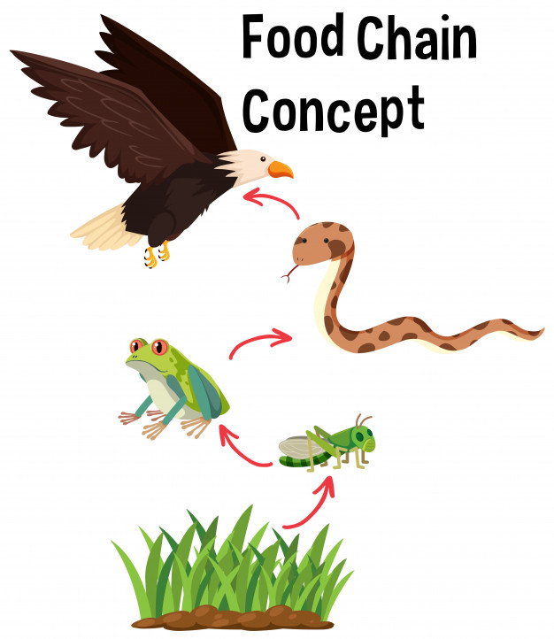 626x722 Science Food Chain Concept Vector Premium Download