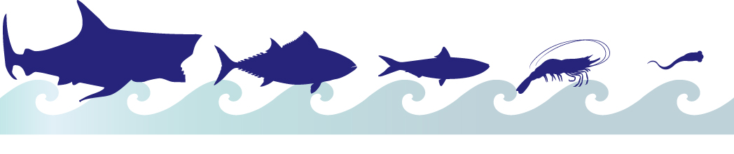 1048x220 Something Fishy